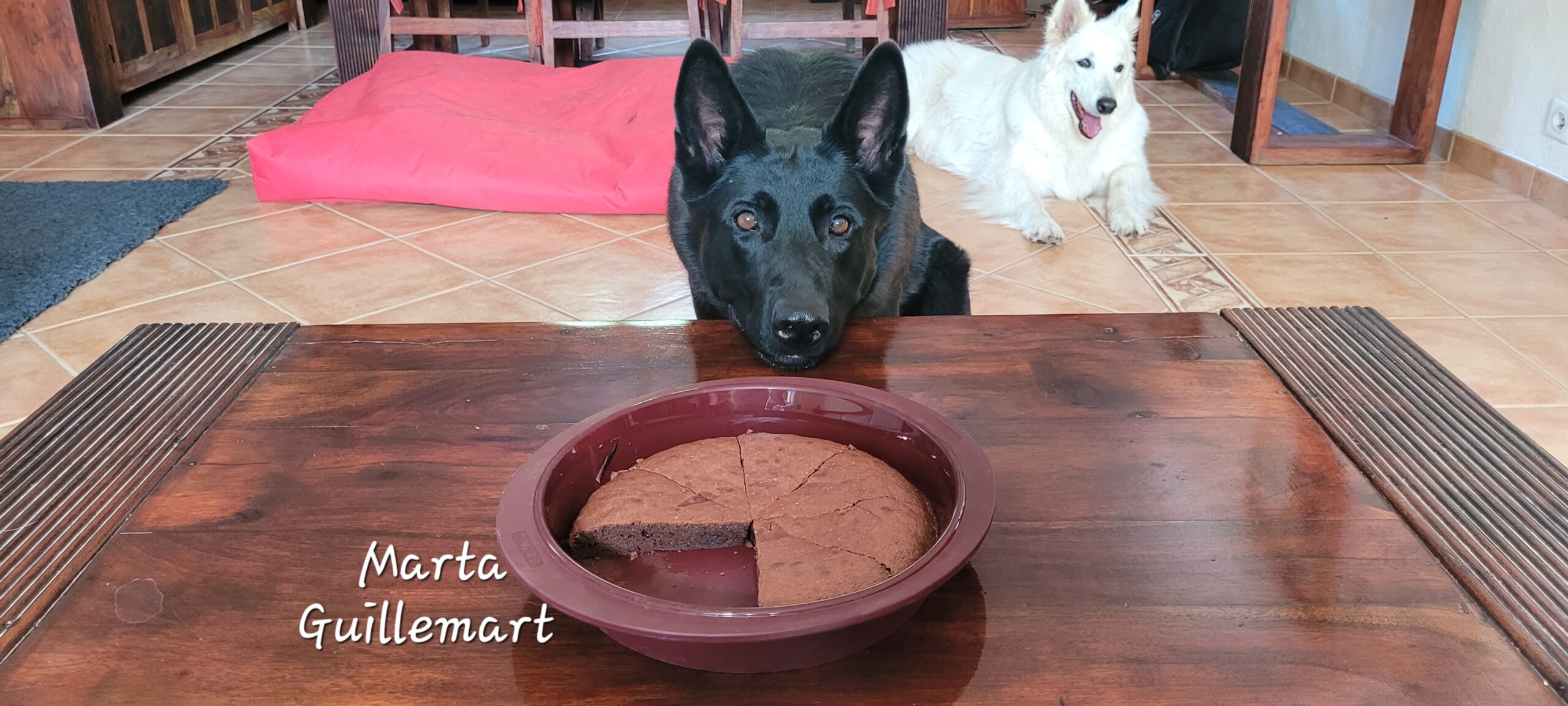 Vol de nourriture chez le chien
