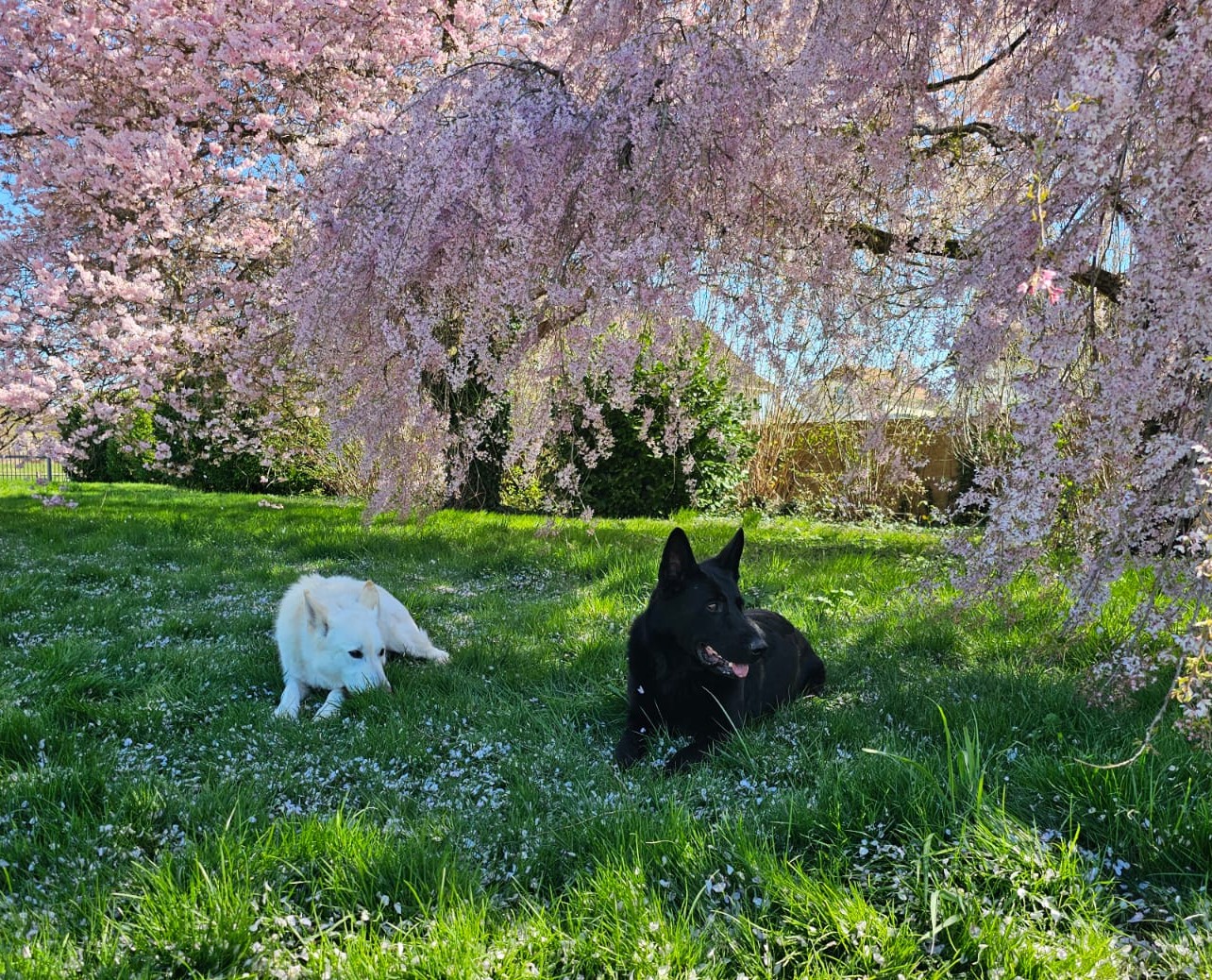 chien cerisier japonnais1